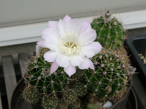 Echinopsis oxygona