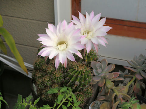 Echinopsis oxygona