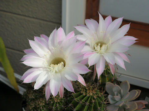 Echinopsis oxygona