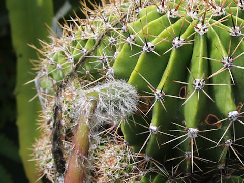 Echinopsis oxygona