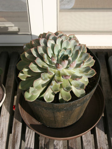 Echeveria pulidonis