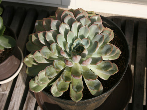 Echeveria pulidonis