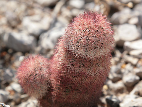 Echinocereus rigidissimus