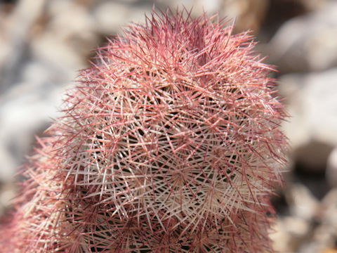 Echinocereus rigidissimus