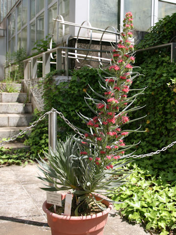 Echium wildpretii