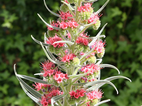 Echium wildpretii