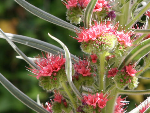 Echium wildpretii