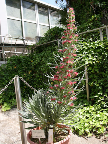 Echium wildpretii