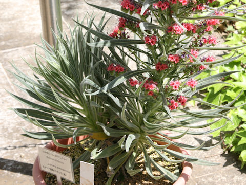 Echium wildpretii