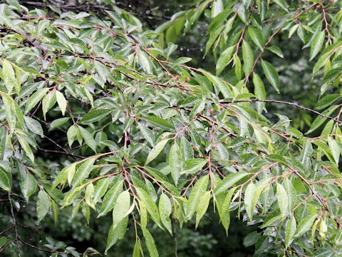 Prunus pendula f. ascendens