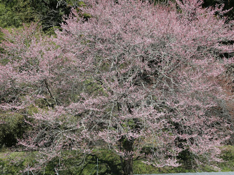 Prunus pendula f. ascendens