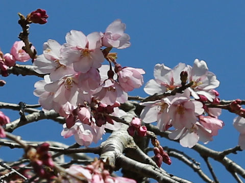 Prunus pendula f. ascendens