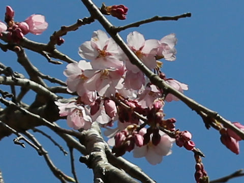 Prunus pendula f. ascendens
