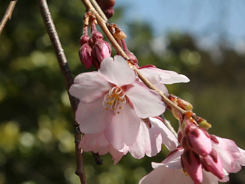 Prunus pendula f. ascendens