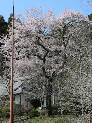 Prunus pendula f. ascendens