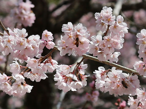 Prunus pendula f. ascendens