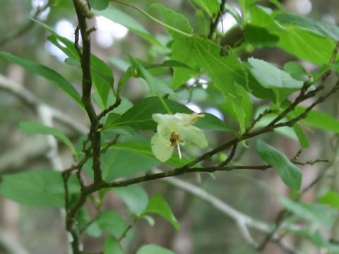 Styrax japonica