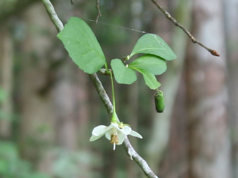 Styrax japonica