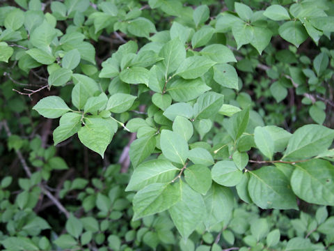 Styrax japonica