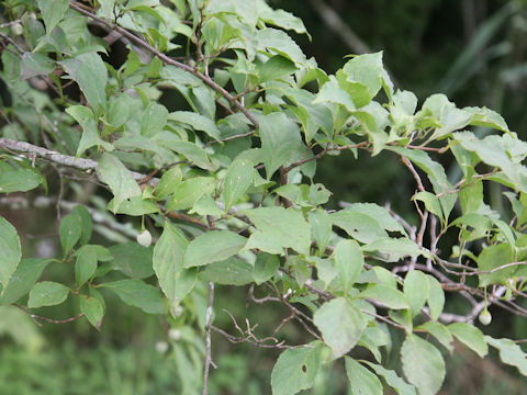 Styrax japonica