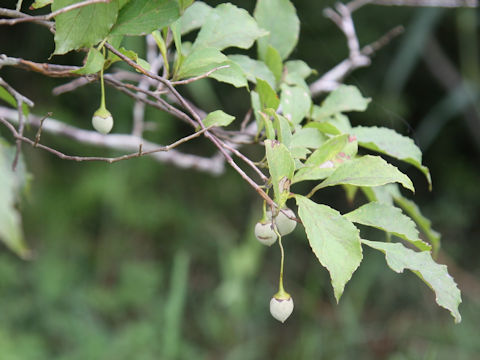 Styrax japonica