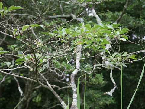 Styrax japonica