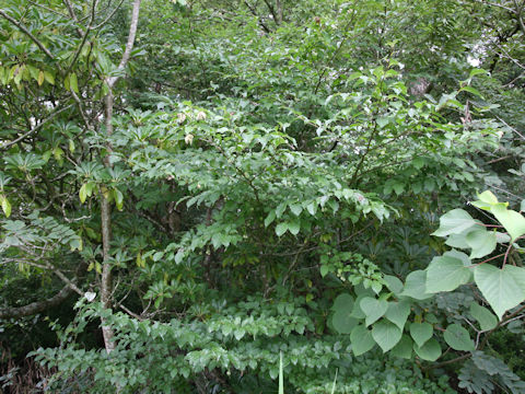 Styrax japonica