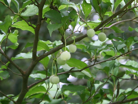 Styrax japonica