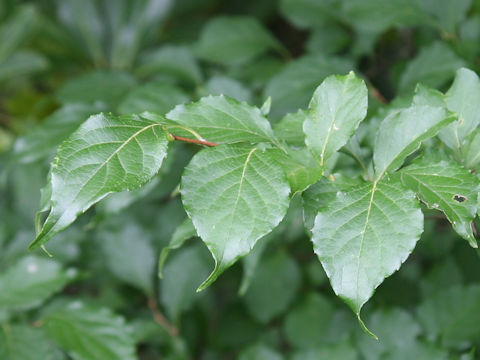 Styrax japonica