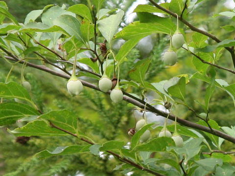 Styrax japonica