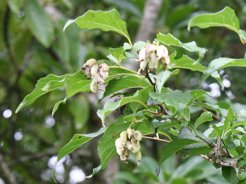 Styrax japonica