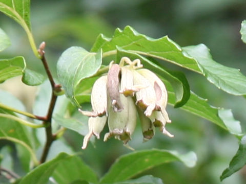 Styrax japonica