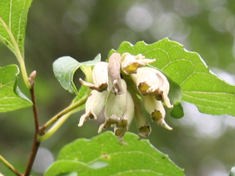 Styrax japonica