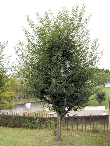 Styrax japonica