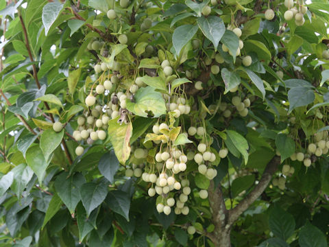 Styrax japonica