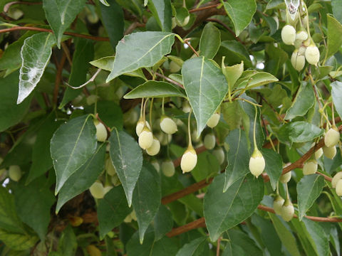 Styrax japonica