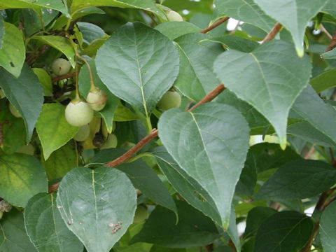 Styrax japonica