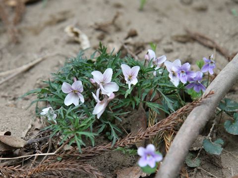 Viola eizanensis
