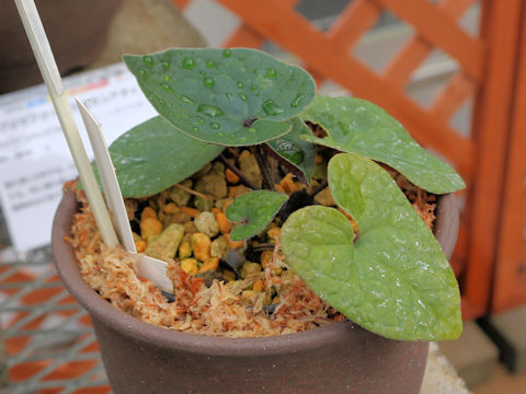 Asarum gelasinum