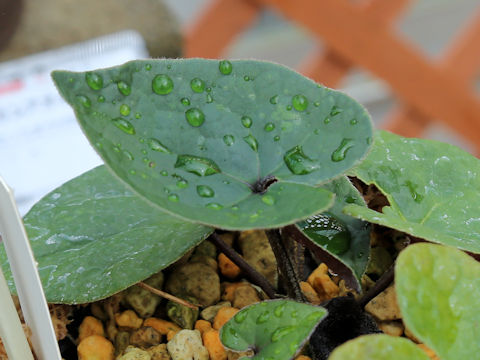 Asarum gelasinum