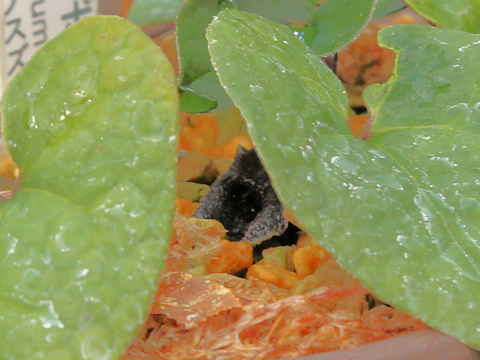 Asarum gelasinum
