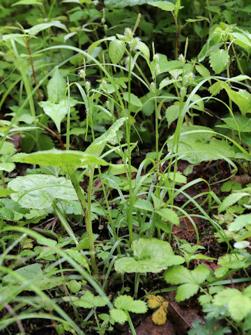 Carex aphanolepis