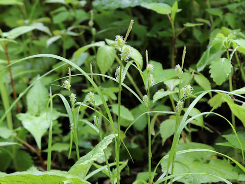 Carex aphanolepis