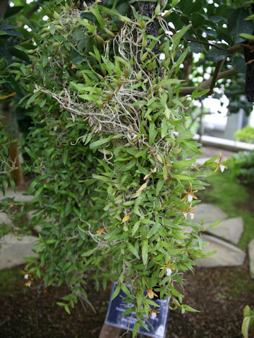 Encyclia polybulbon