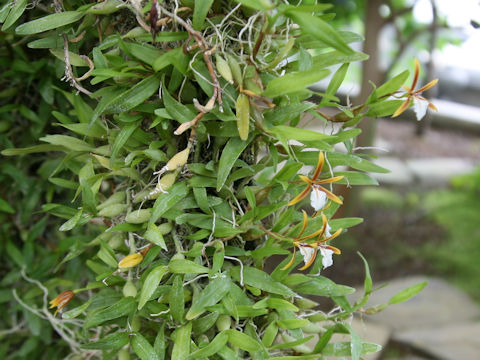 Encyclia polybulbon