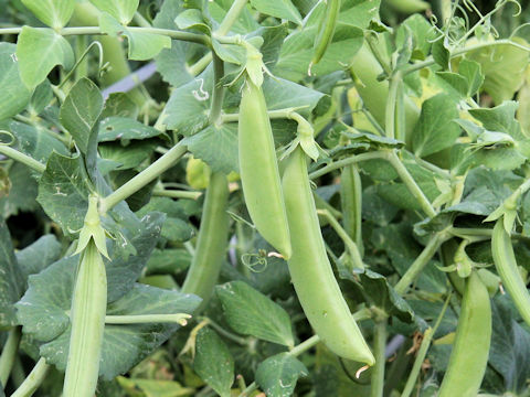 Pisum sativum