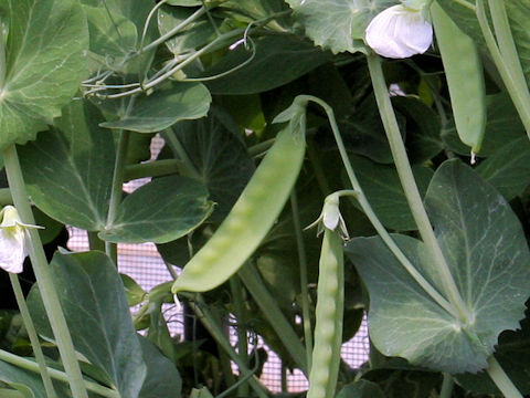 Pisum sativum