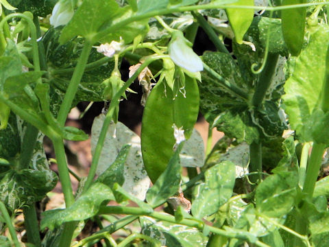 Pisum sativum