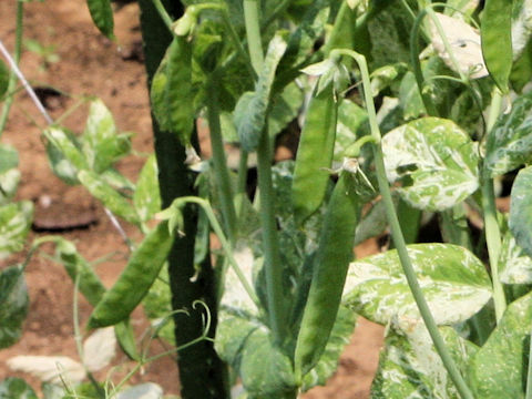 Pisum sativum