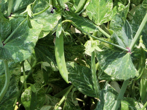 Pisum sativum